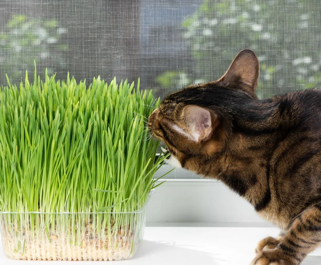 Vomito nel gatto: quando preoccuparsi davvero