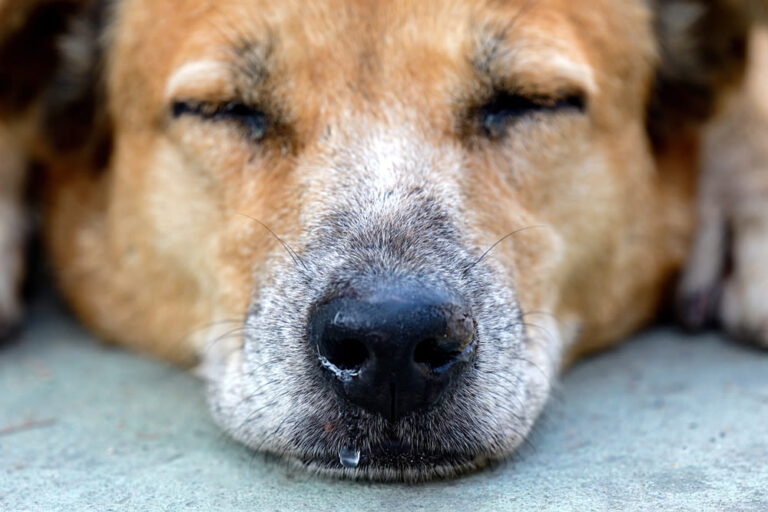 Cane con il naso che cola: principali cause