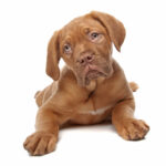 Dogue de Bordeaux