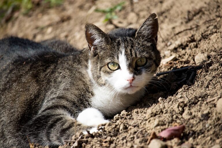 Estrazione dente gatto: costo, motivi e consigli