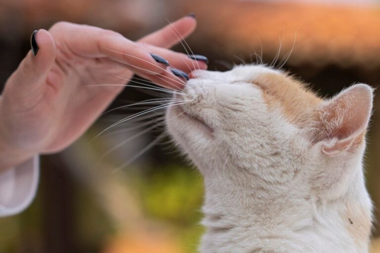 Perché il gatto mi lecca?