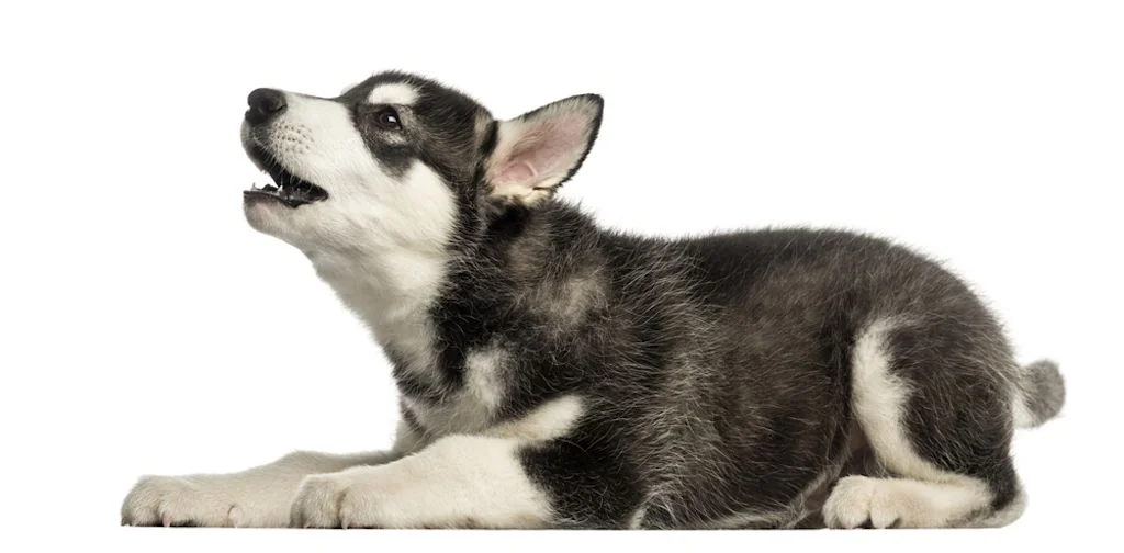 Cane triste che ulula