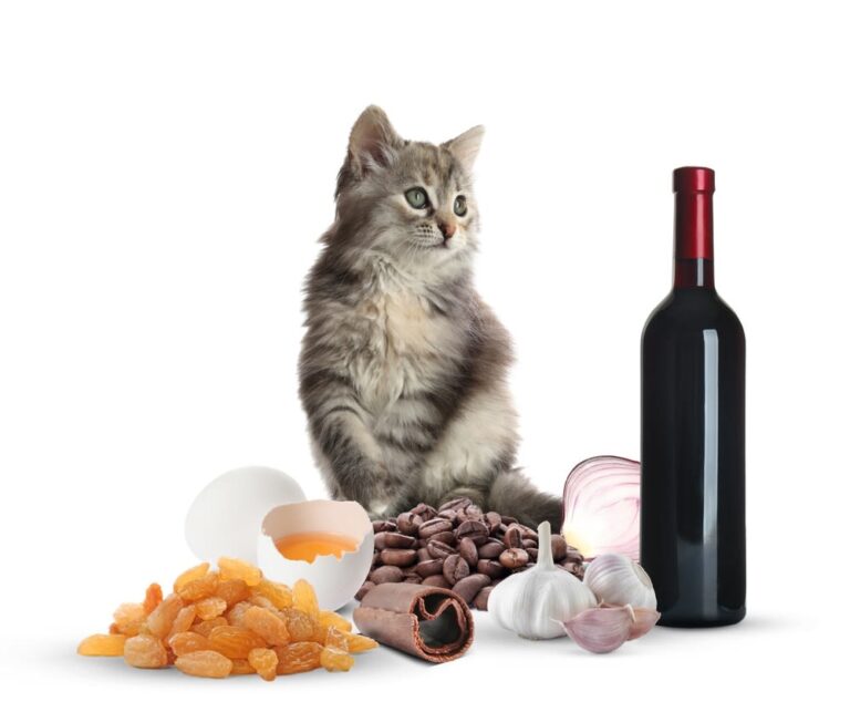 L’alimentazione del gatto
