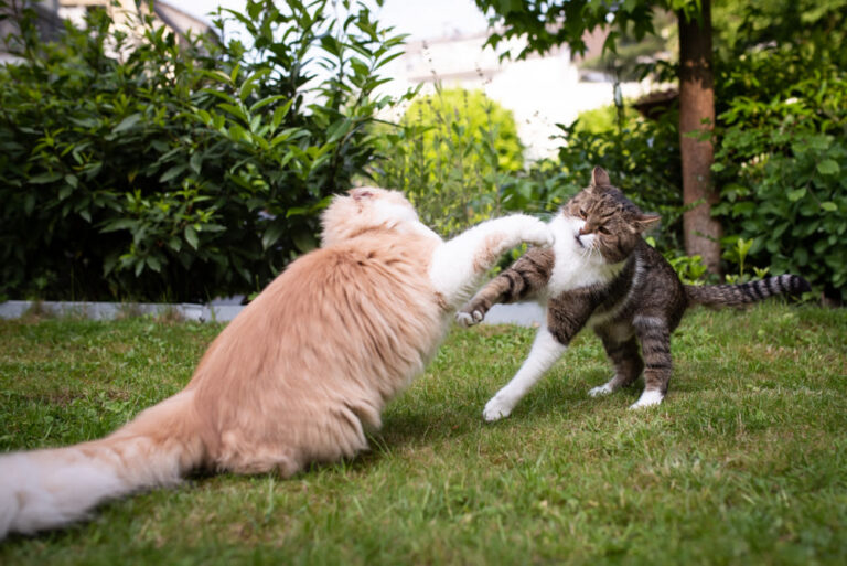 Gatto aggressivo: comportamenti, motivi e soluzioni