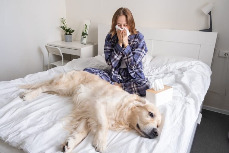 Allergia al cane