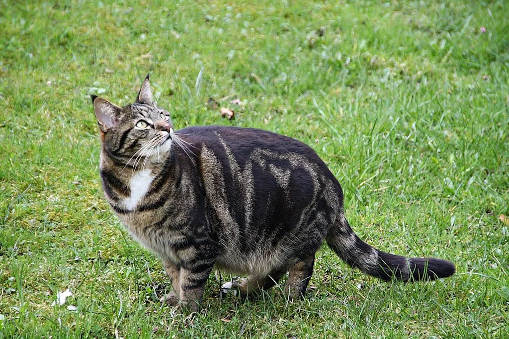 Gatto in un prato