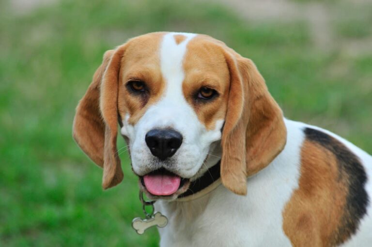 Otoematoma nel cane: costo operazione, sintomi e trattamento
