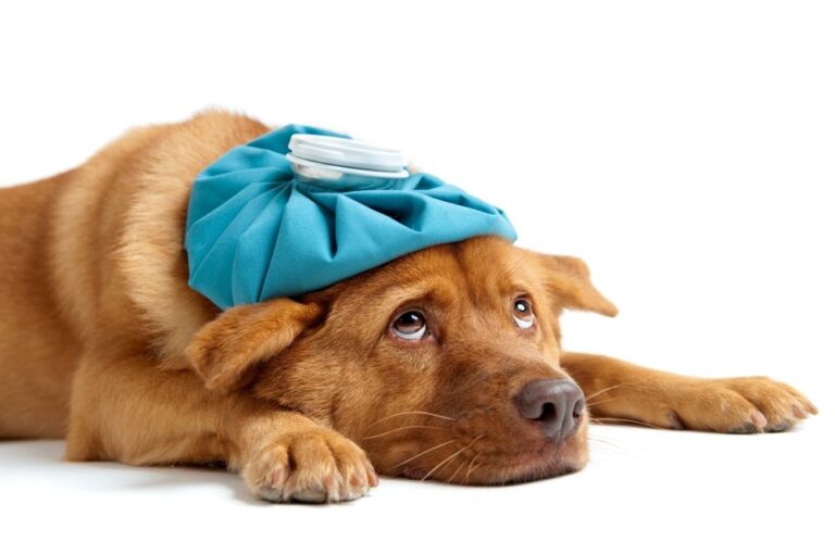Assicurare il vostro cane: polizze, vantaggi e costi