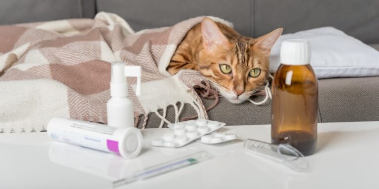 Assicurare il vostro gatto: polizze, vantaggi e costi