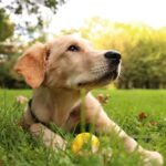 Cucciolo di Labrador Retriever
