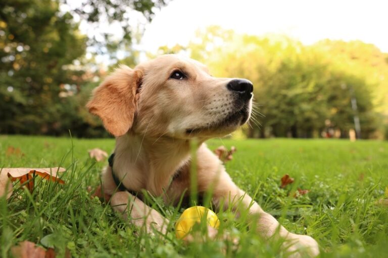 Labrador retriever