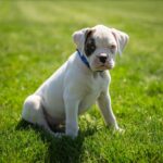 Boxer bianco
