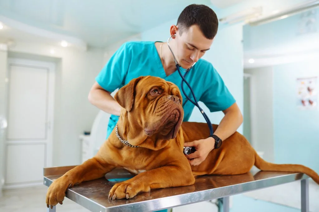 Cane e veterinario