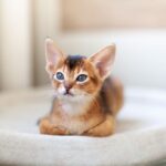 Cucciolo di Abissino