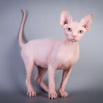 Esemplare di Sphynx