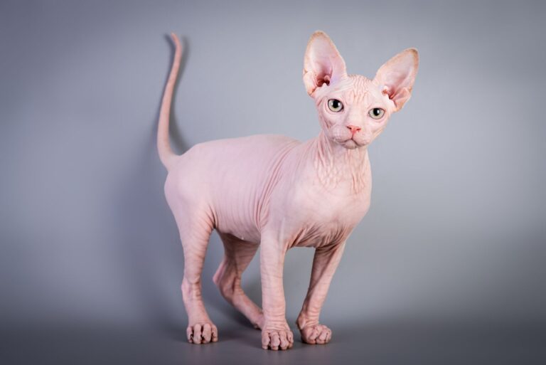 Sphynx