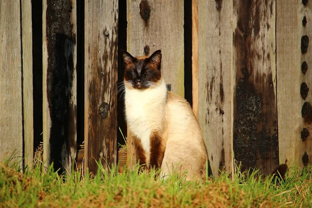 2.chat noir et blanc foret