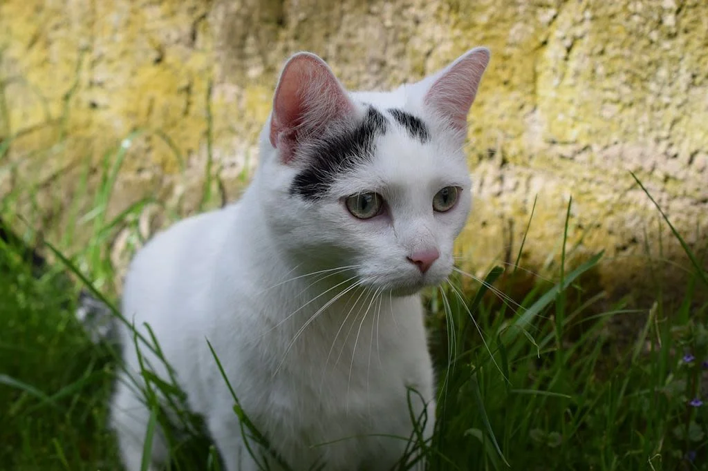 3.chat noir et blanc herbe