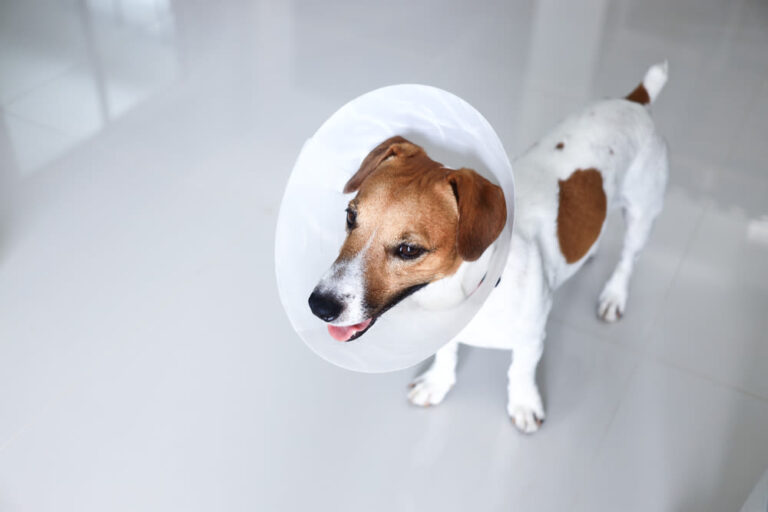 La castrazione del cane maschio