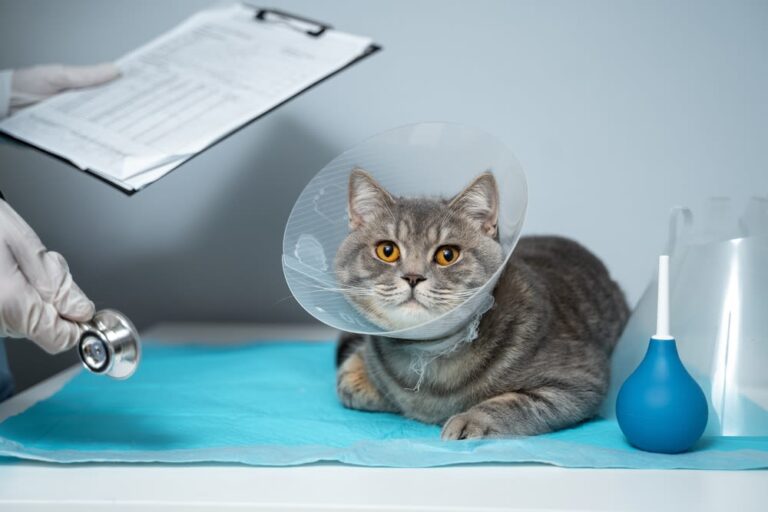 La castrazione del gatto maschio