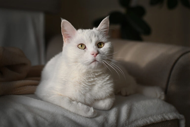 Gatto da appartamento: razze migliori e consigli