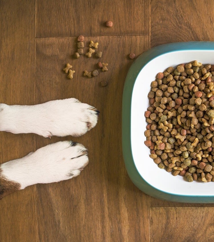 Il mio cane non mangia le crocchette: cause e soluzioni