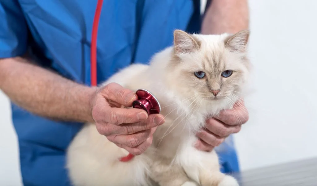 Dal veterinario