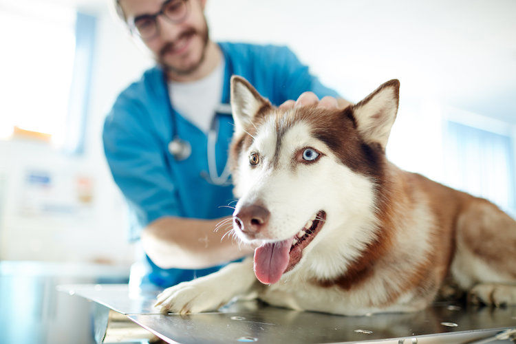 Sterilizzazione del cane femmina