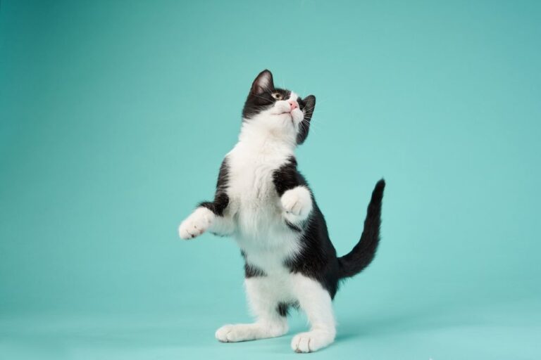 Che differenza c’è tra micio e gatto?