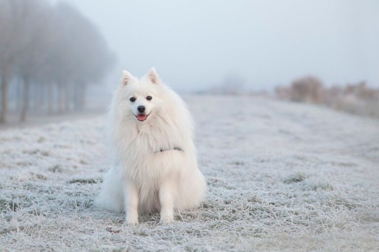 Riconoscere e trattare l’ipotermia nel cane