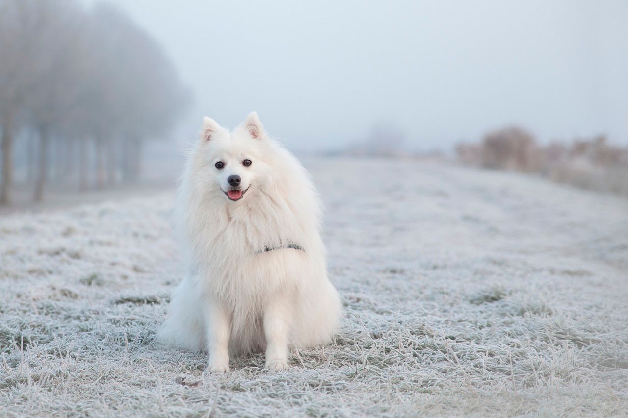chien spitz dehors paysage givre