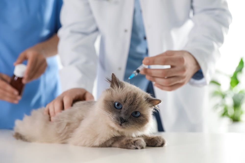 Quanto costano tutti i vaccini per il gatto?