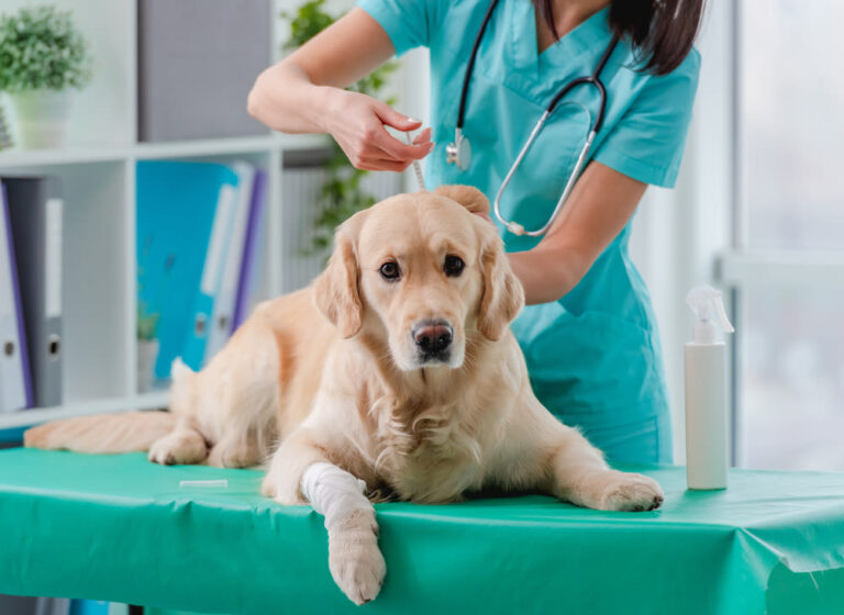 I costi del vaccino per il vostro cane