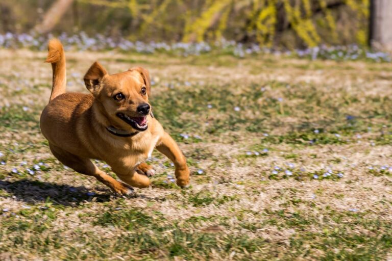 Costo operazione crociato cane: prezzi, TPLO e recupero