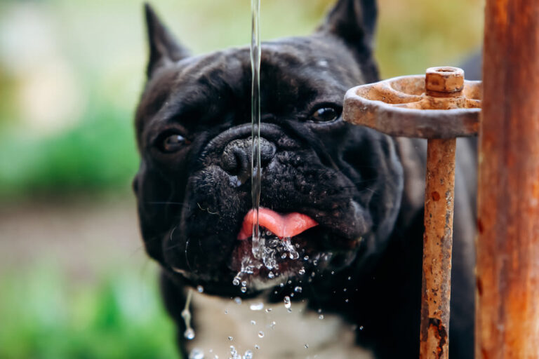 Cosa fare se il cane non beve?