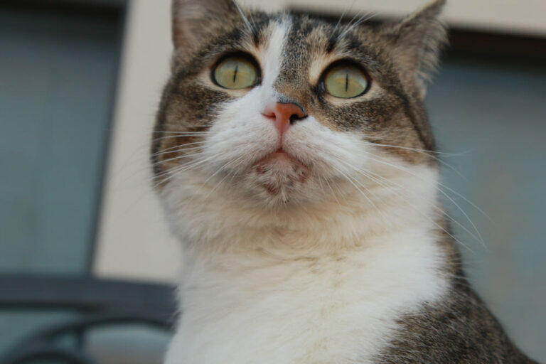 Acne felina