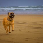 Bullmastiff giocherellone