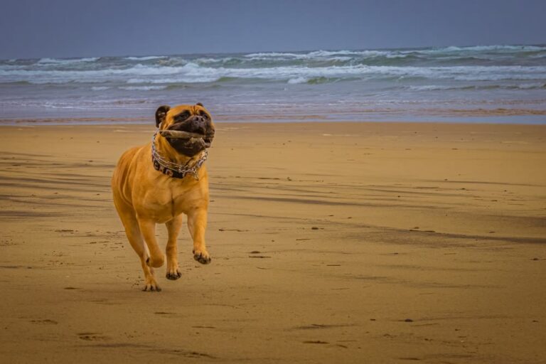 Bullmastiff