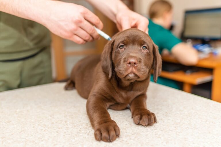I vaccini del cane