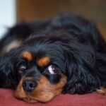 Black and tan