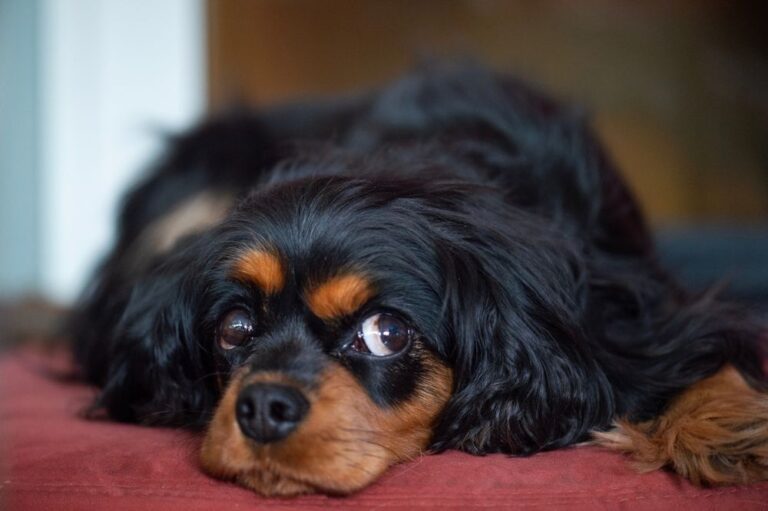 Cavalier King Charles Spaniel