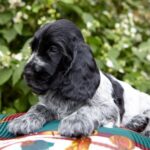 Cocker spaniel inglese blu roano