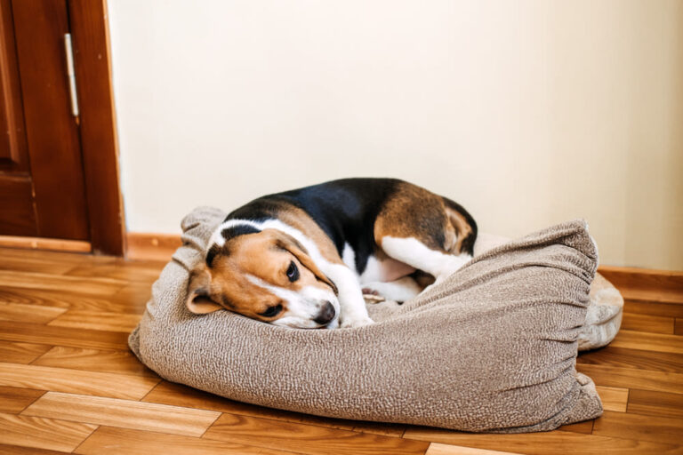 Parvovirosi del cane