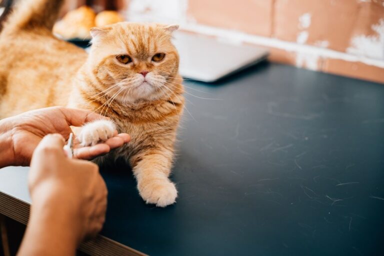 Il taglio delle unghie del gatto
