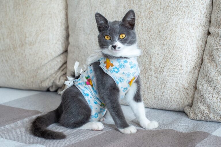 Qual è il prezzo della castrazione del gatto?