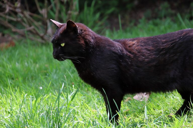 Cistite nel gatto: sintomi, cause, cura e costi