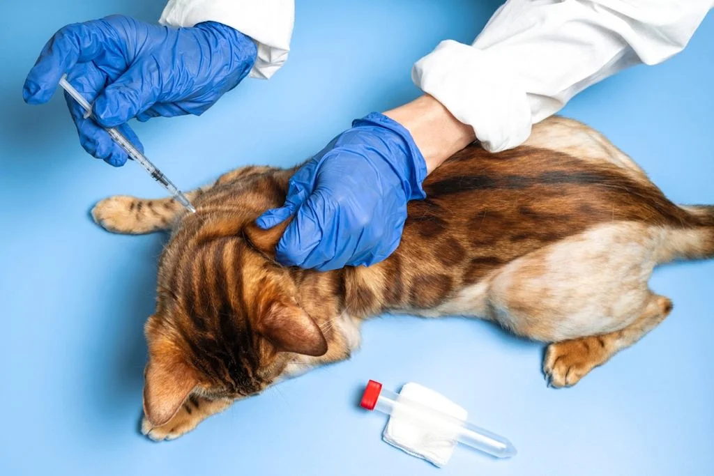 Eutanasia dal veterinario