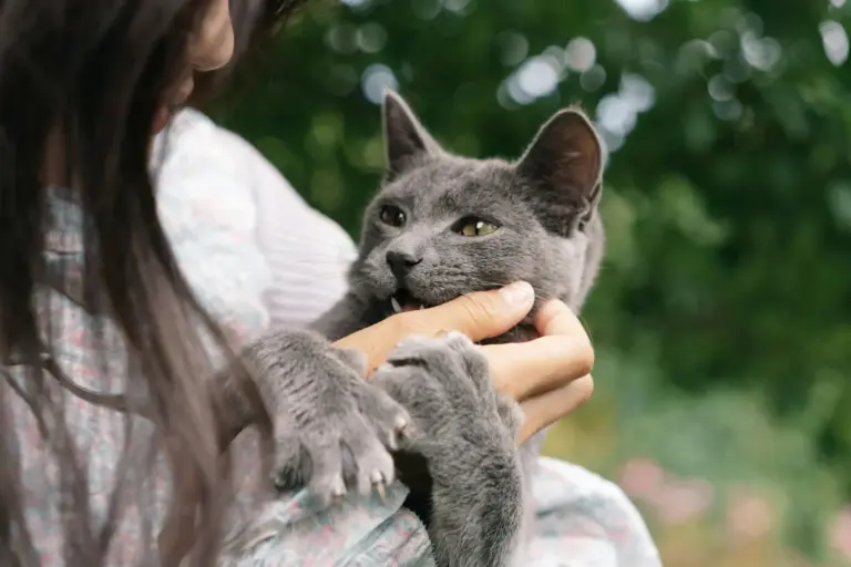 Pulci del gatto e uomo: rischi, punture e rimedi