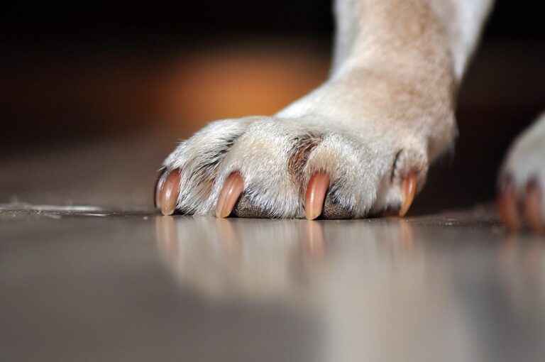 Come tagliare le unghie al cane: guida pratica e prezzi