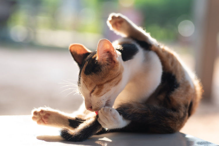 Perché il gatto ha le pulci nonostante l’antiparassitario?
